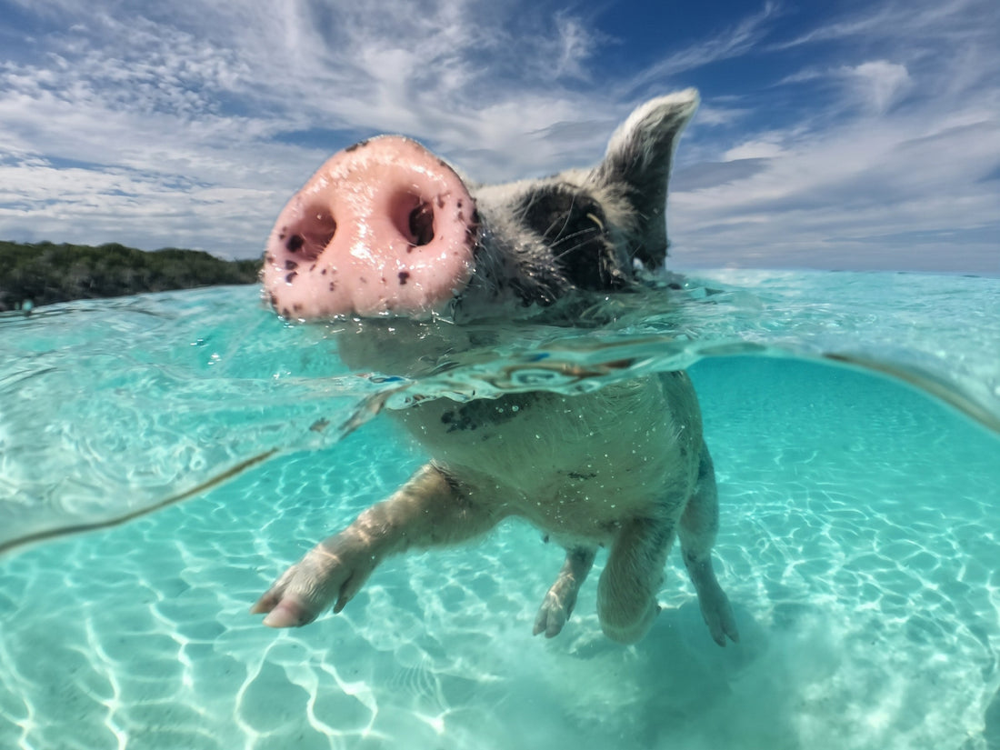 A swimming pig seen above and below the surface of clear turquoise water beneath a cloudy blue sky.
